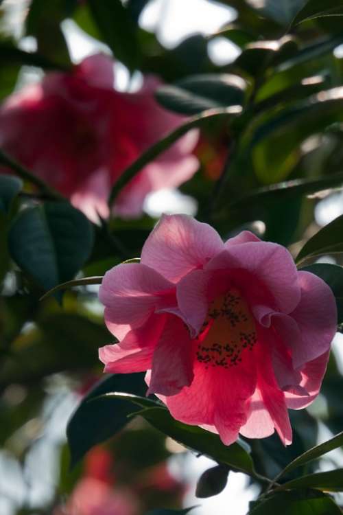 Camellia Pink Backlit Bloom Petal Flora