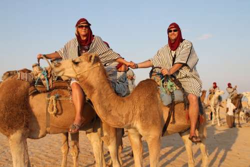 Camels Desert Journey Arabic Sand Safari Tourism