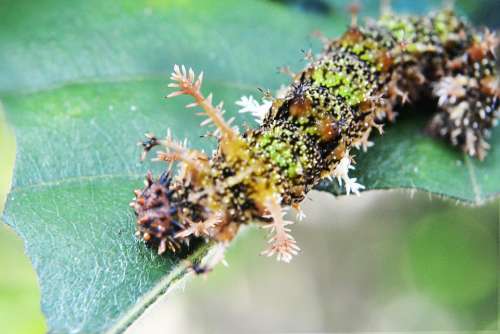 Camouflage Caterpillar Eat Damage Pest Leaf