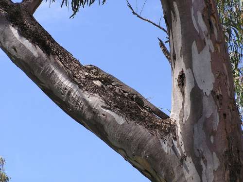 Camouflage Goanna Murray River Lizard Reptile