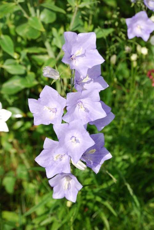 Campanula Bellflower Blue Flower Canterbury Bell