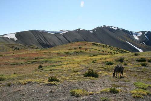 Canada Eldorado Mountains Outdoor Horse Alone