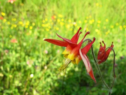 Canada Columbine Eastern Red Columbine Wild Columbine