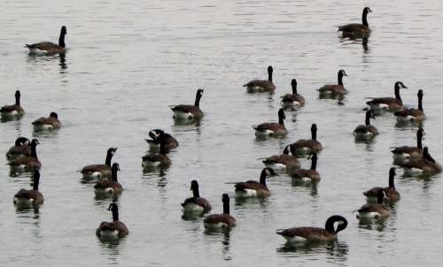 Canada Geese Waterfowl Coulter Bird Animals Nature