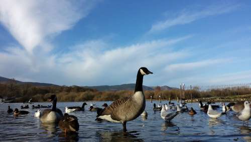 Canada Geese Lake Ducks Geese Waterfowl Wildlife