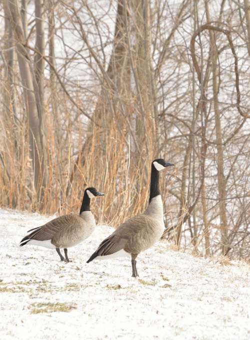 Canada Goose Niagara River Birds Wildlife Nature