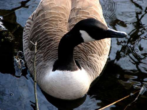 Canada Goose Water Swim Bird Water Bird