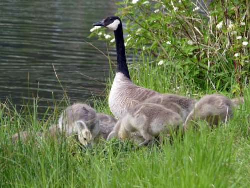 Canada Goose Chicks Young Geese Nature Wildlife