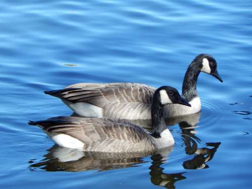 Canada Goose Geese Canada Waterfowl Goose Water