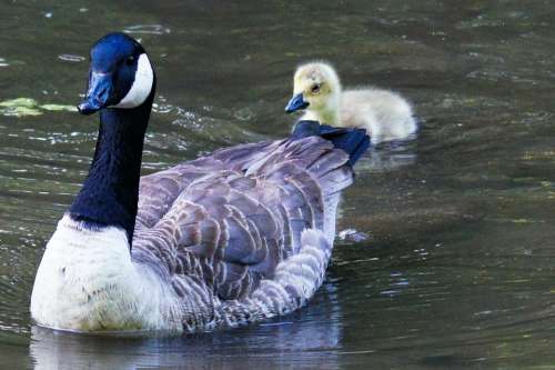 Canada Goose Goose Chicks Animals Nature