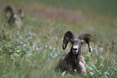 Canadensis Ovis Sheep Bighorn Sheeps Animals