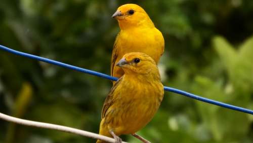 Canaries Tropical Birds Bird Birdie Nature