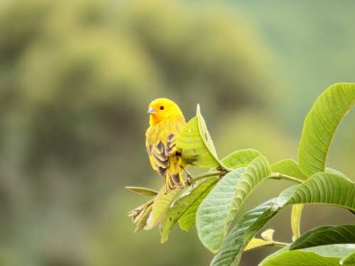 Canary Bird Nature Psidium Guajava Birdie