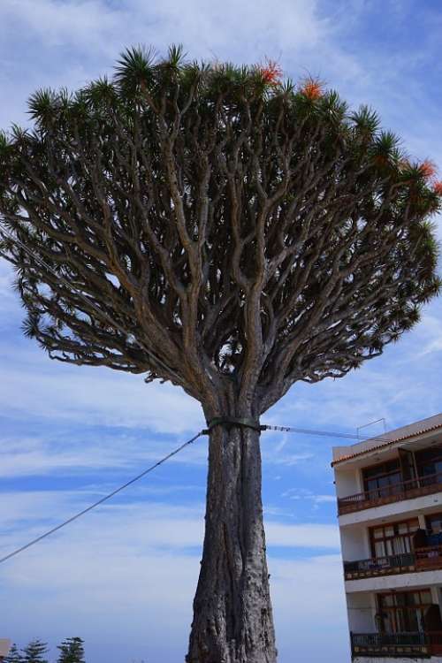 Canary Island Dragon Tree Support Tethers