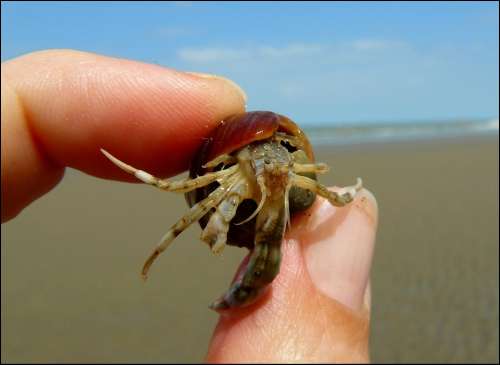 Cancer Crab Shellfish Pliers Meeresbewohner