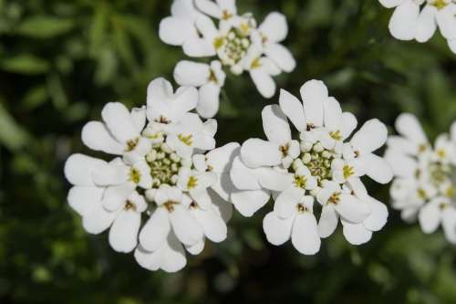 Candytuft Iberis Sempervirens White Flowers Bloom