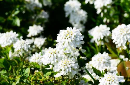 Candytuft Perennial Evergreen Plant