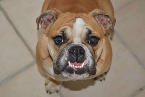 Canine Teeth Bulldog Dog English Bulldog Pet