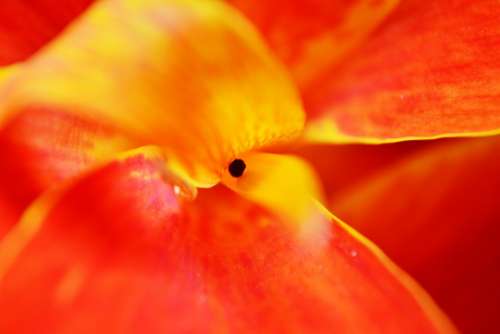 Canna Flower Petals Center Of Flower Red Flower