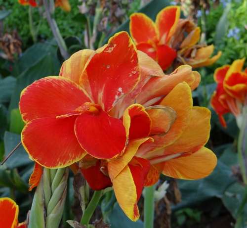 Canna Keli Canna Lily Flower Orange Cannaceae