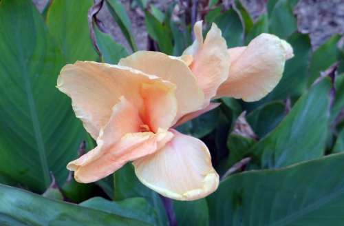 Canna Canna Lily Cannaceae Flower Peach Plant