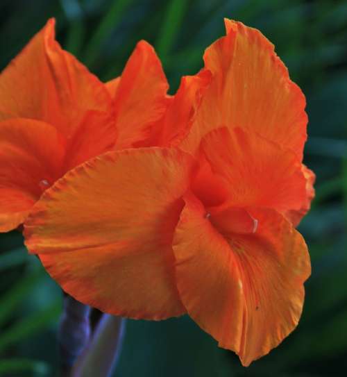 Canna Flower Flower Orange Bright Canna Delicate