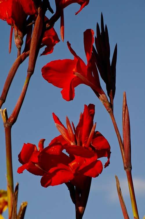 Canna Lilies Flowers Bloom Red Sky Garden Bright