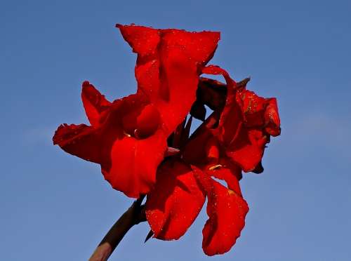 Canna Lily Flower Bloom Red Sky Garden Bright