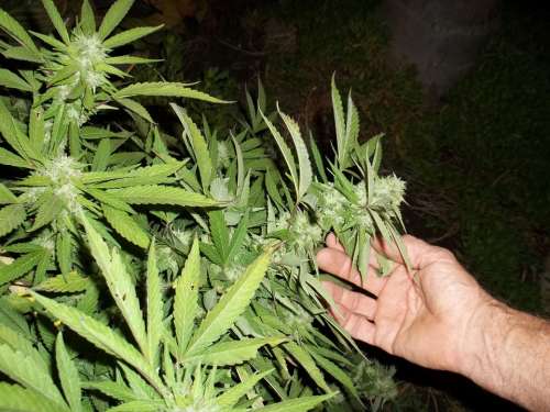 Cannabis Weed Marijuana Ganja Grow Plant Leaves