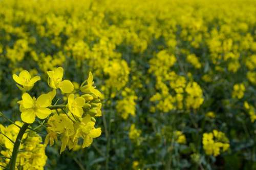 Canola Field Agriculture Season Flower Yellow