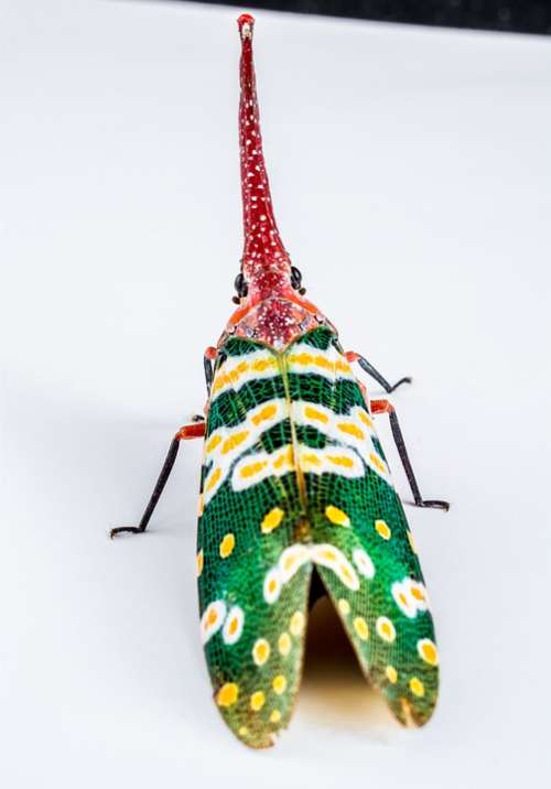 Canthigaster Cicada Fulgoromorpha Insect Proboscis
