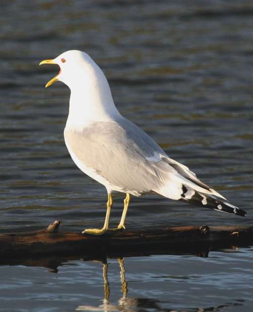Canus Larus Calling Gull Mew Bird Seagull Birds