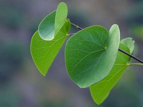 Canyon Leaves Leaf Landscapes Nature