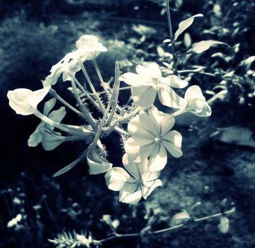 Cape Europaea Bush Summer Nature Flowers Flora