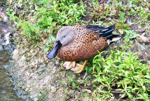 Cape Shoveler Duck Anas Smithii Large Bill Beak