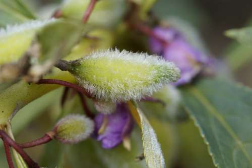 Capsule Boll Seeds Flower Plant Hairy