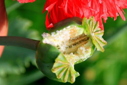 Capsules Garden Opium Papaver Poppy Pods Raw