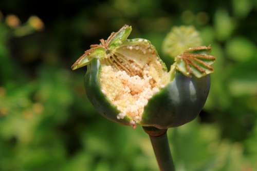 Capsules Garden Opium Papaver Poppy Pods Raw