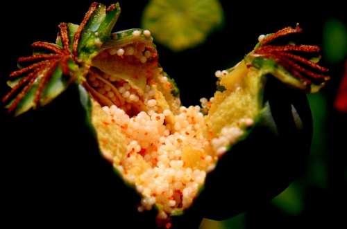 Capsules Garden Opium Papaver Poppy Pods Raw