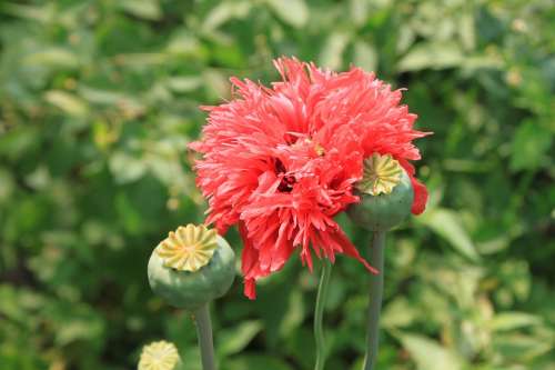 Capsules Flowers Herbs Opium Papaver Poppy Pink