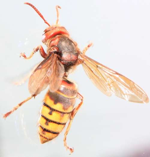 Captivity Climbing Close-Up Glass Hornet Wasps