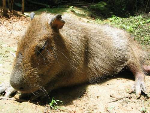 Capybara Jungle Peru Sleeping America Animal