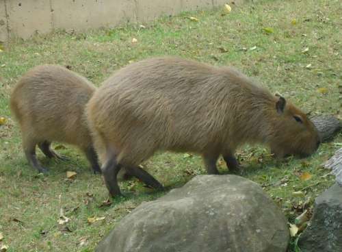 Capybara Mammal Rodent Animal Wildlife Wild Fur