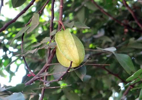 Carambola Averrhoa Carambola Starfruit Ripe