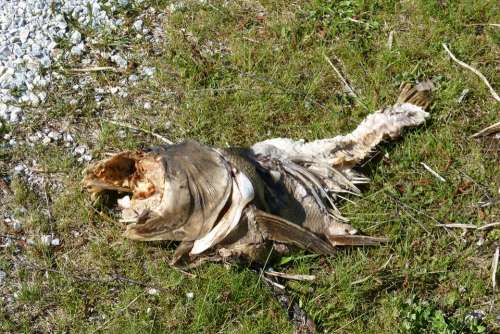 Carcass Fish Carcass Rotten