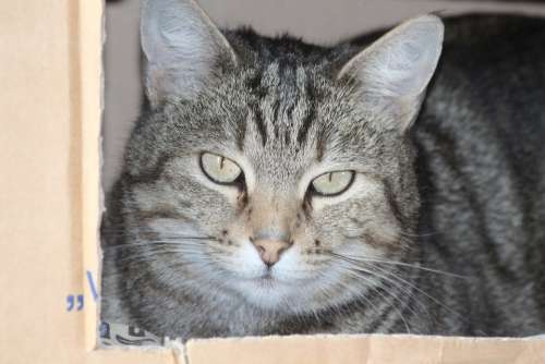 Cardboard Cat Cat Face Relax Box Domestic Cat