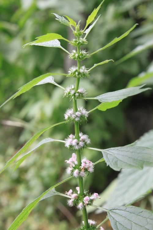 Cardiaca Flowers Herbs Lamiaceae Leonurus Lilac