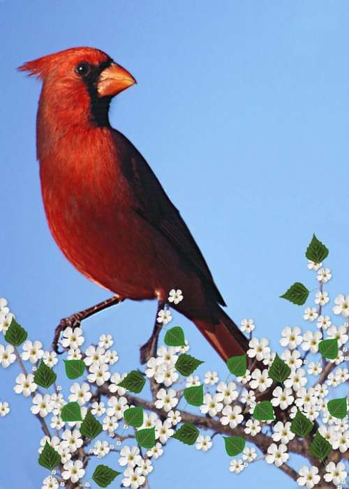 Cardinal Male Flowering Branch Carddigital Art