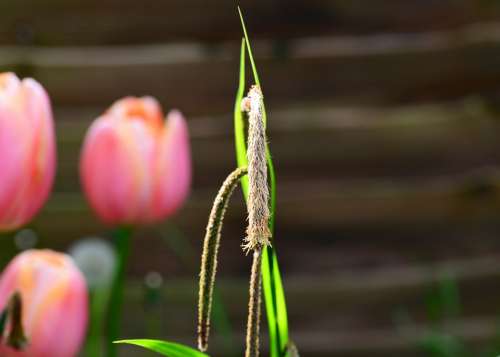 Carex Pendula Sedge Pendula Sedge Flowering Stem