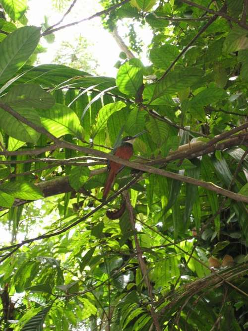 Caribbean Bird Tropical Nature Colorful